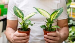 Choose Native and Drought-Tolerant Plants